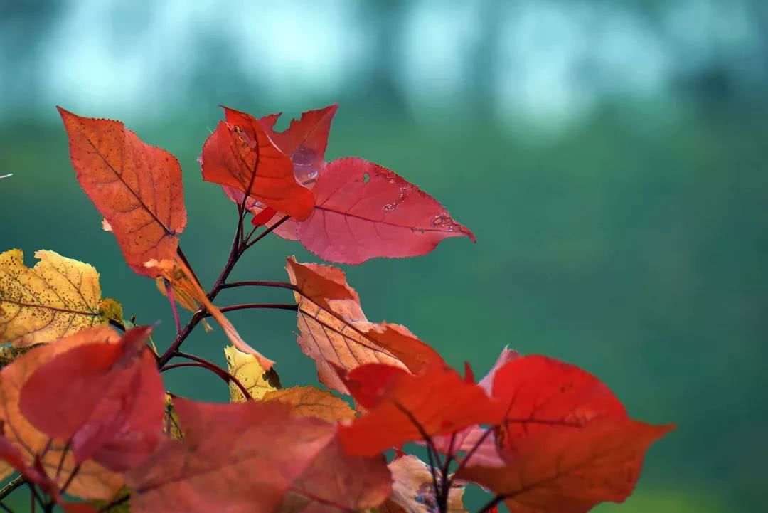 1_2021091318411248e96.jpeg 1_2021091318411248e96.jpeg