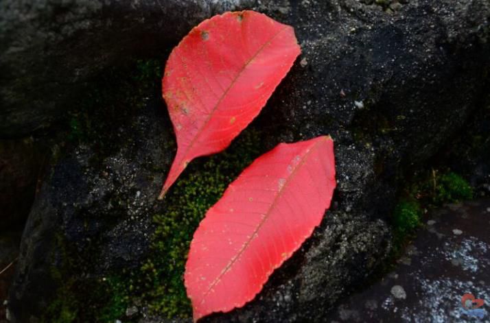 搜狗截圖22年07月24日0928_3.jpg undefined