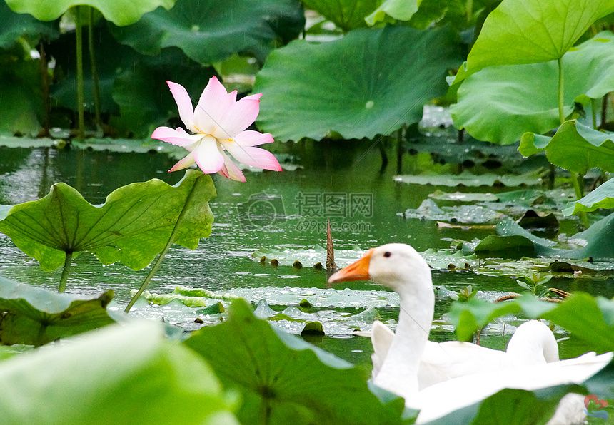 6031.jpg_wh860.jpg 6031.jpg_wh860.jpg