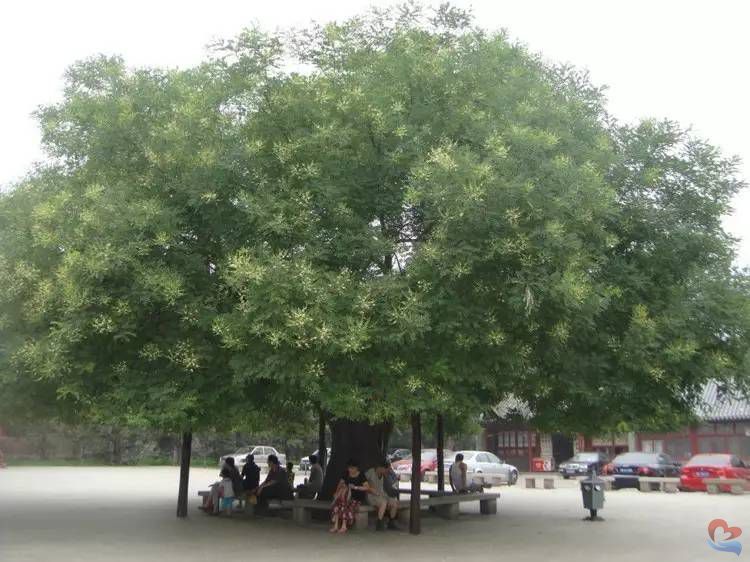 47cef16e95514eae84776d8e13002981_th槐樹.png