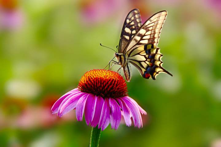 1584534473825995.jpg 1.jpg