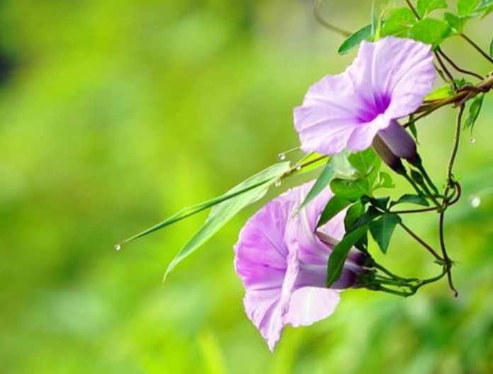 1585315914274757.jpg 2.jpg