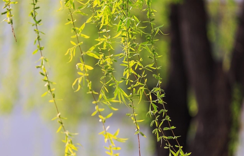 1585315966125110.jpg 1585315966125110.jpg