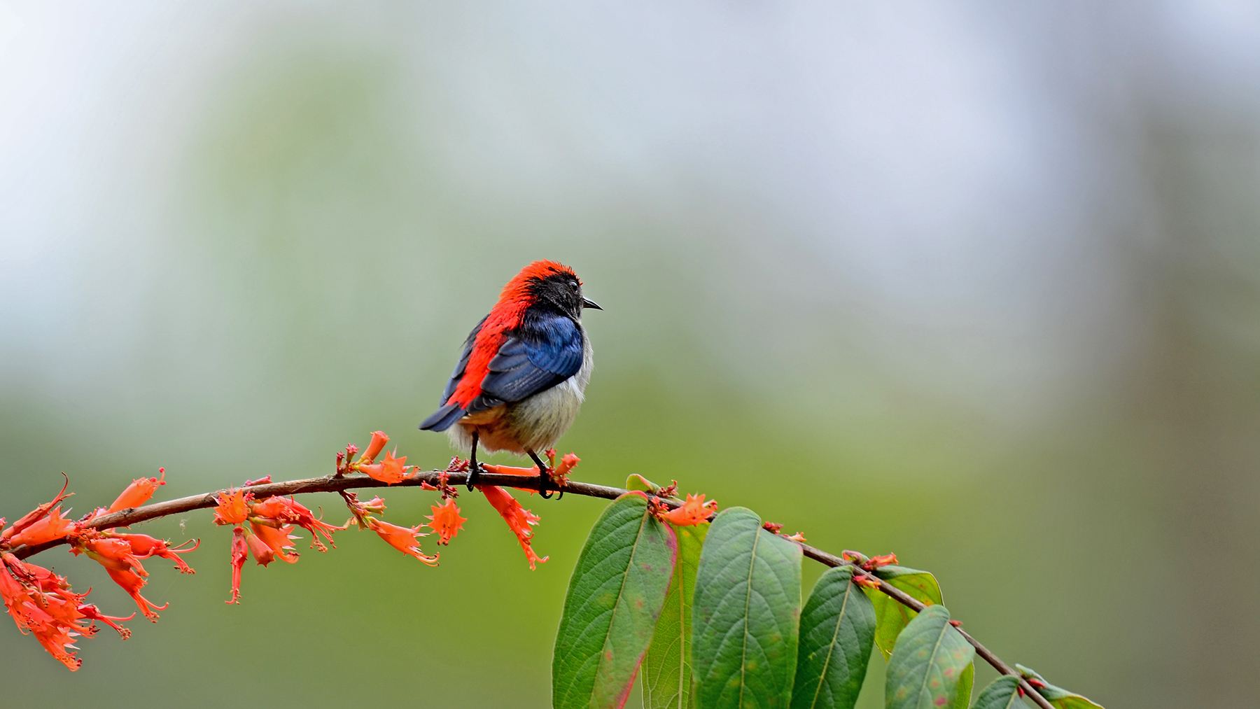 1586956285142004.jpg 1586956285142004.jpg