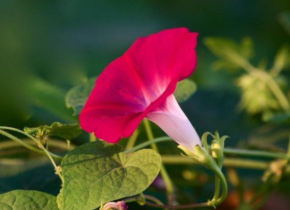 1588490318113474.jpg 1.jpg