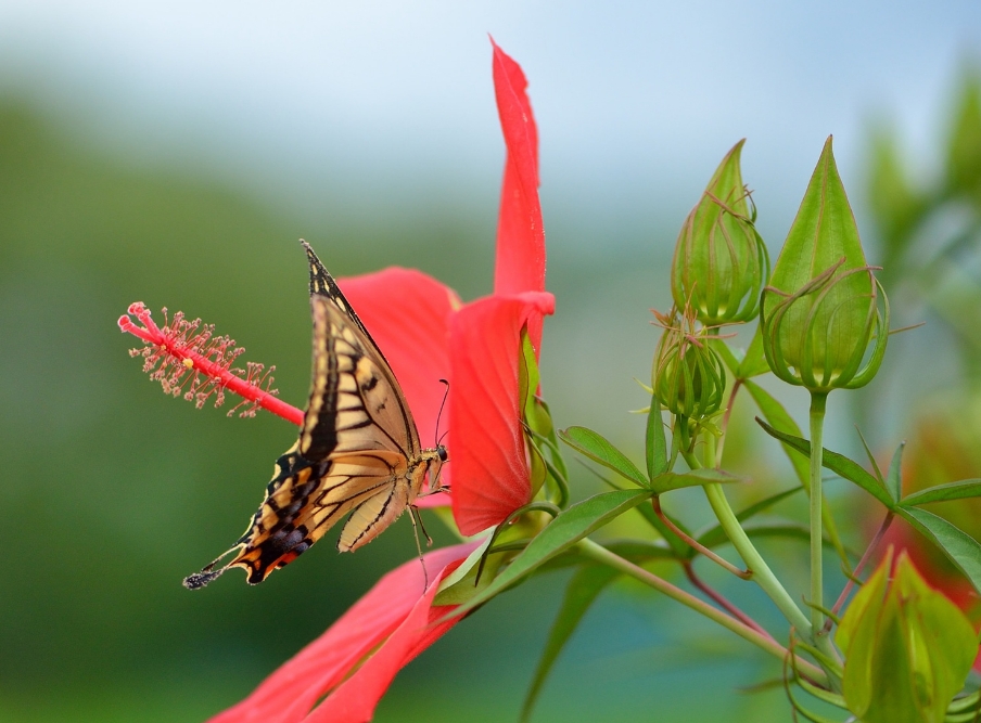 1593426111548397.jpg 1593426111548397.jpg