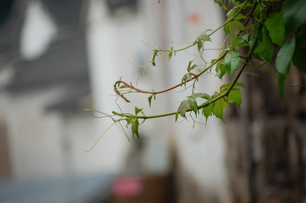 1596762444834386.jpg 2.jpg