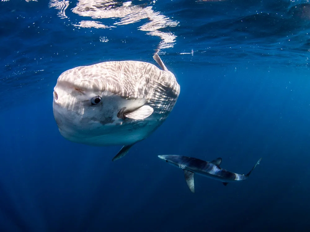 1600640833461731.jpg 640.webp (1).jpg